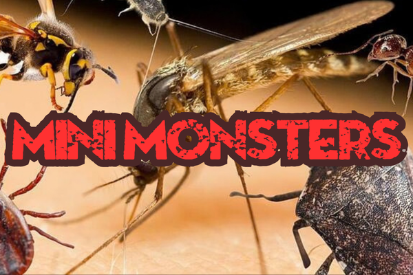 Powerful small creatures pictured for Tiny Monsters That Punch Way Above Their Weight